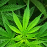 Légalisation du cannabis en France