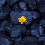 débat fermeture des mines de charbon blocs de charbon avec une fleur jaune illustration