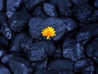 débat fermeture des mines de charbon blocs de charbon avec une fleur jaune illustration
