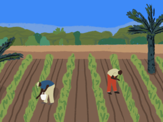 Des fermiers sénégalais en pleine récolte dans un champ