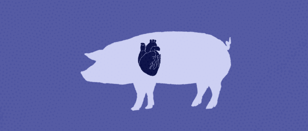 La science pour tous. Le porc est-il vraiment cochon ?