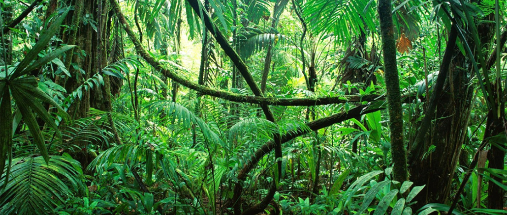 Image de la jungle représentant la biodiversité
