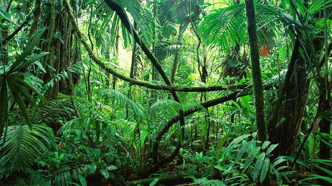 Image de la jungle représentant la biodiversité