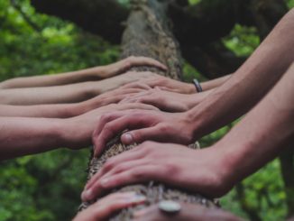 mains posées sur un tronc d'arbre