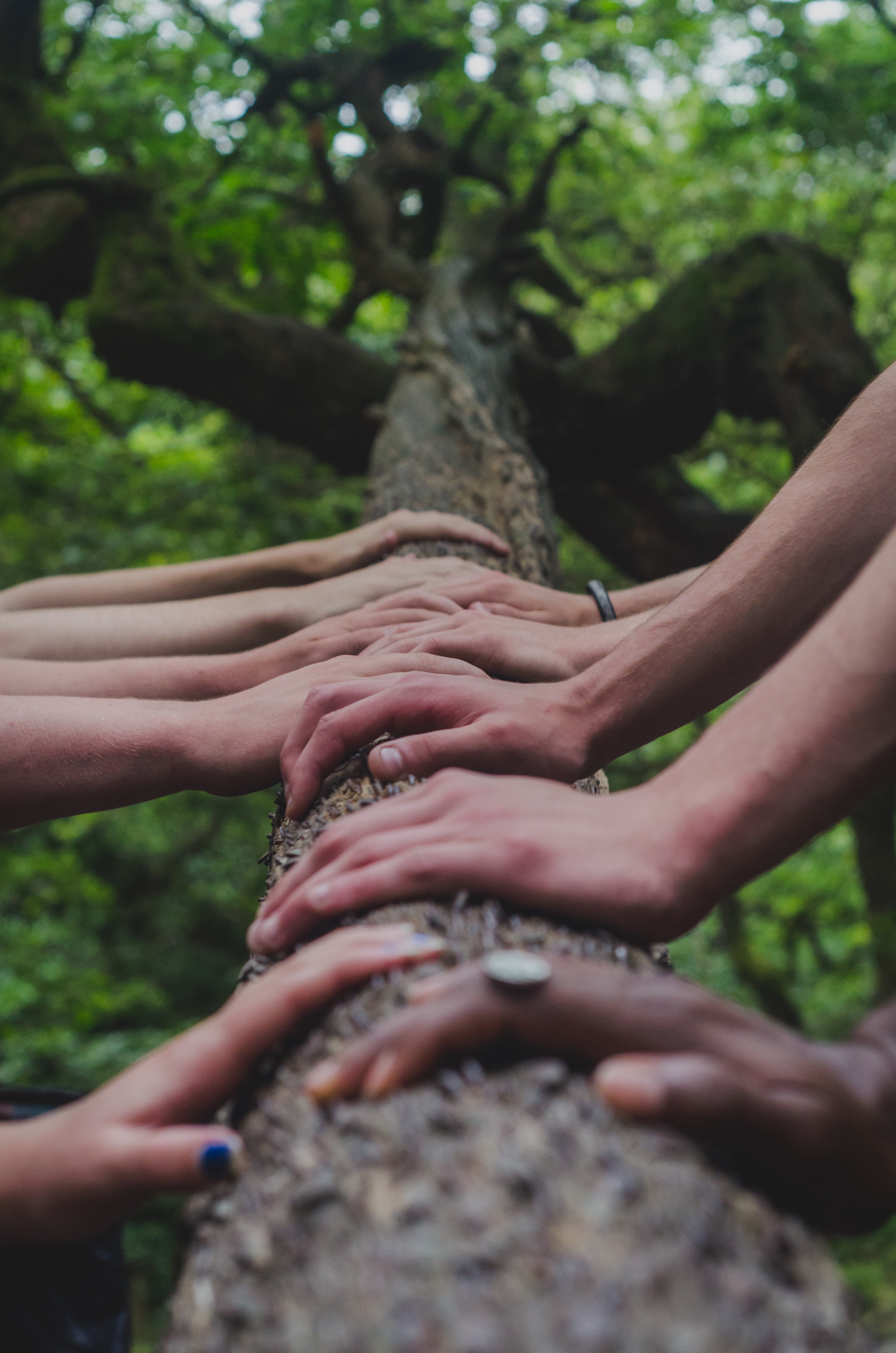 mains posées sur un tronc d'arbre